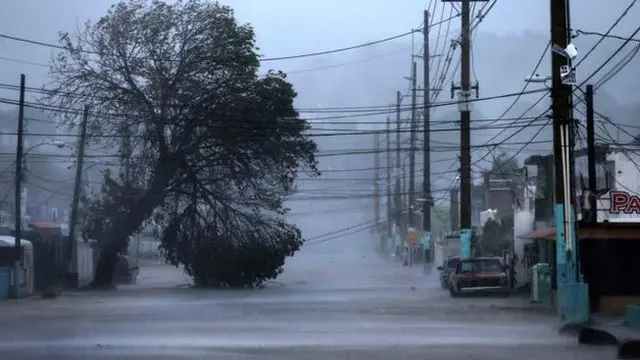 Trees and cables damaged in Fajardo, Puerto Rico.