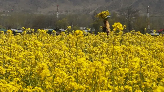 सरसों की खेती