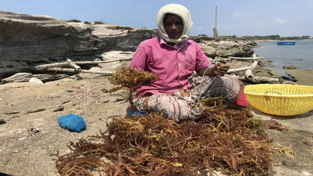 தமிழக கடற்பகுதியை பாதிக்கும் பருவநிலை மாற்றம் - அழியும் பவளப் பாறைகள்