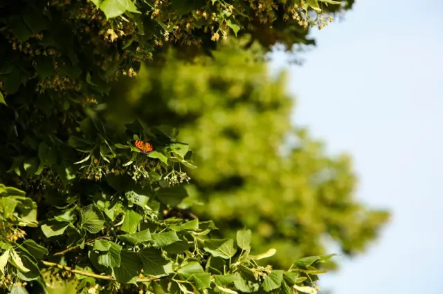 Киев бабочки