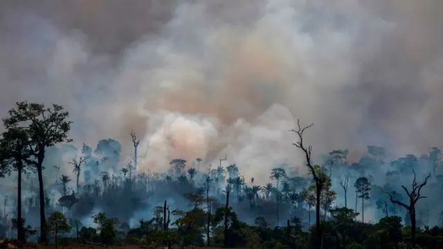 அமேசான் காட்டுத்தீ: தப்பிச் சென்றிருக்குமா விலங்குகள்?