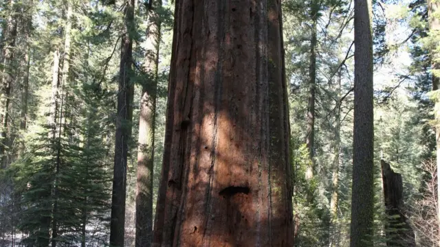 Secuoya Gigante, California
