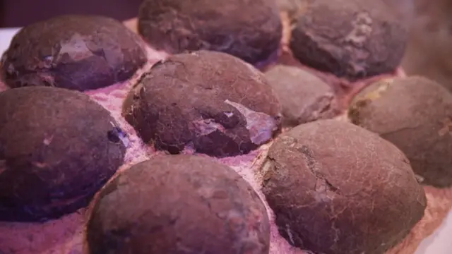 Dinozor yumurtası fosilleri