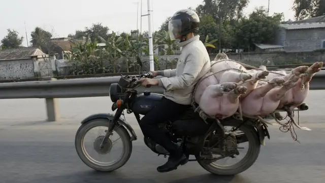 Pigs