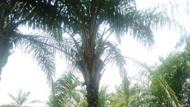  Sacred Trees: Osisi ndị dị mkpa n'Igbo oge gboo na ihe omimi so ha Motiv 