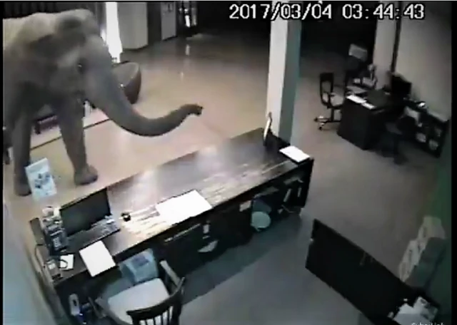 నట్ట కోట - ఏనుగు