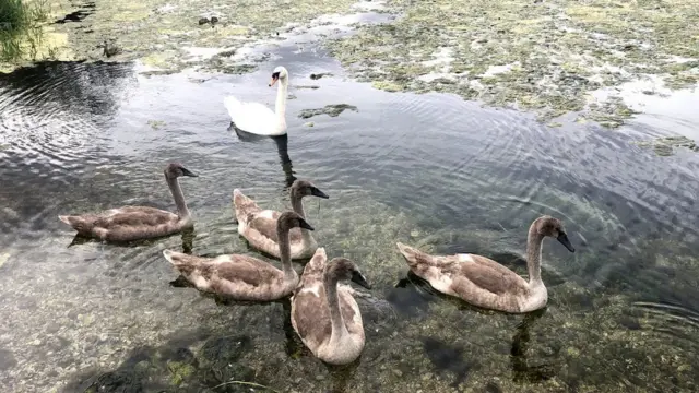 أزهار الطحالب تظهر على البحيرات أثناء الطقس الحار