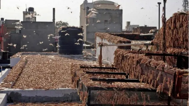 टिड्डी दल