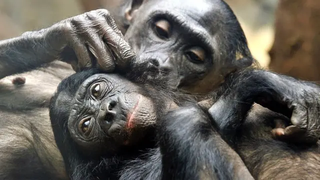 Inkoto zibiri ziriko zinobana udukoko two ku mubiri 4/4/ 2011 mu ruhongore rwa Frankfurt, uburengero bw'Ubudage