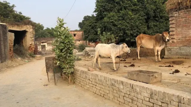 गांव का इलाका