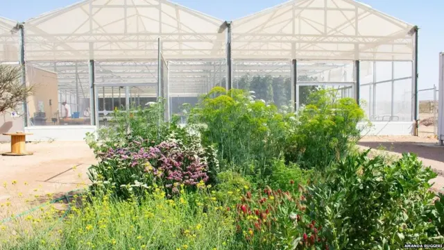 रेगिस्तान में खेती