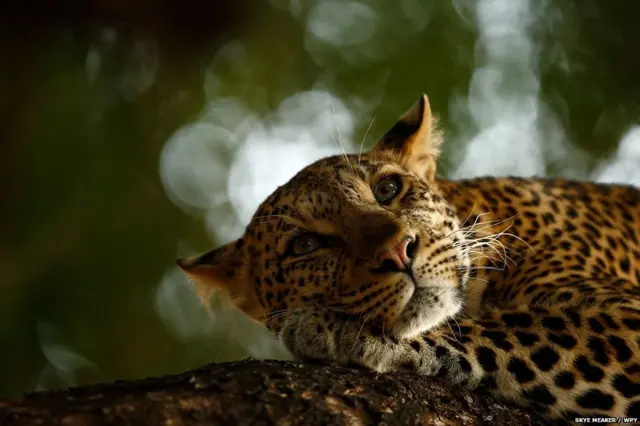 ਜੂਨੀਅਰ ਸ਼੍ਰੇਣੀ 'ਚ ਦੱਖਣੀ ਅਫ਼ਰੀਕਾ ਦੇ ਸਕਾਏ ਮੀਕਰ ਜੇਤੂ ਰਹੇ