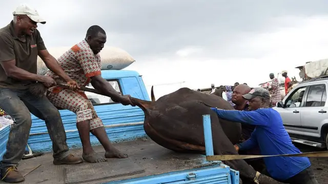 Some pipo dey drag cow enta truck