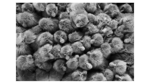 monyet kedinginan di Jepang