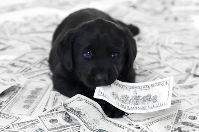 Perro con dinero.