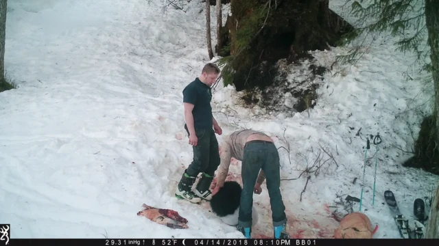 Andrew y Owen Renner poniendo en bolsas a los oseznos.
