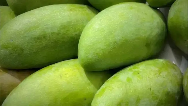 রাজশাহী, চাঁপাইনবাবগঞ্জসহ দেশের অনেক স্থানে ফজলি আম হয়ে থাকে।