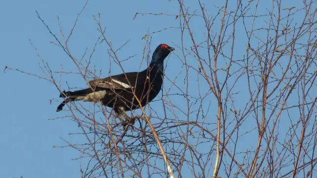 Чернобыльский тетерев