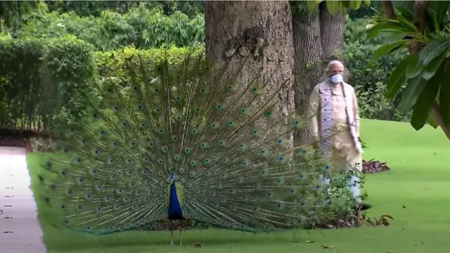 প্রধানমন্ত্রী মোদীর আশেপাশে ময়ূর পেখম তুলে নেচে বেড়াচ্ছে