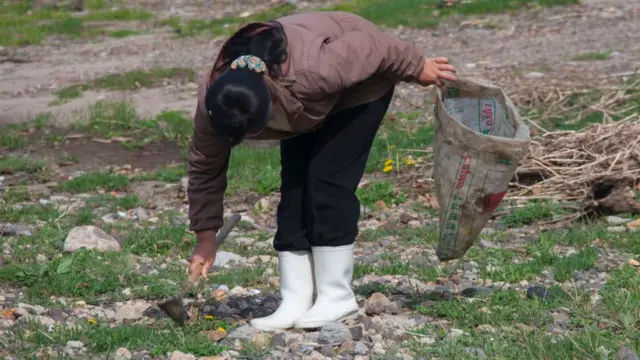 Mulher norte-coreana colhe grama para comerbet 40campo na provínciabet 40Hamgyong, maiobet 402010