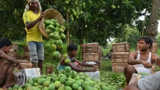 রাসায়নিক ব্যবহার করে আম পাকানো ঠেকাতে পদক্ষেপ নিয়েছে বাংলাদেশের কর্তৃপক্ষ