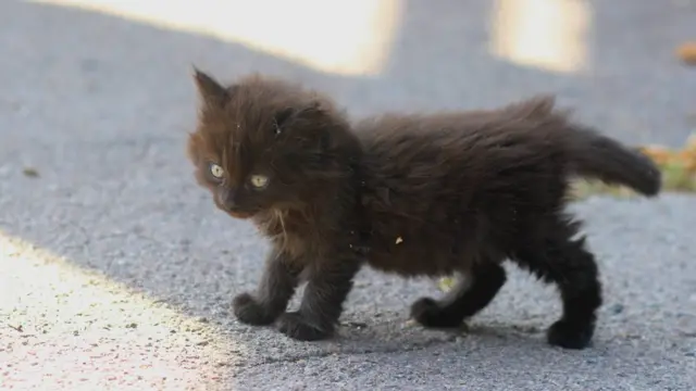 коти