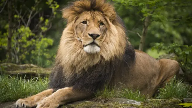 Local police no dey use to dis kian rescue operations for lions, na specialists dem dey use now to try catch dem