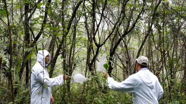 Pesquisadores recolhem mosquitos no Parque Anhanguera,caça níqueis gratisSão Paulo