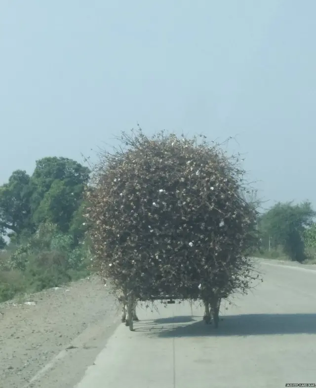 कापसाचं पीक