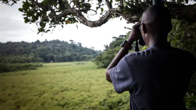 gajah, hutan, afrika, perubahan iklim