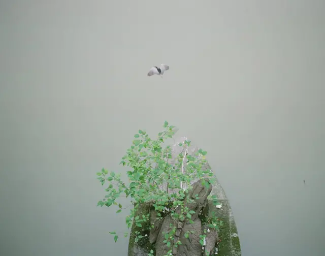 طاشر يحلق فوق شجرة