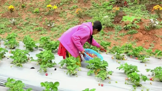 స్ట్రాబెర్రీ సాగు