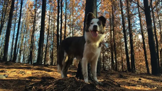 Cadela da raça border collieapostas esportivas ao vivobosque no Chile