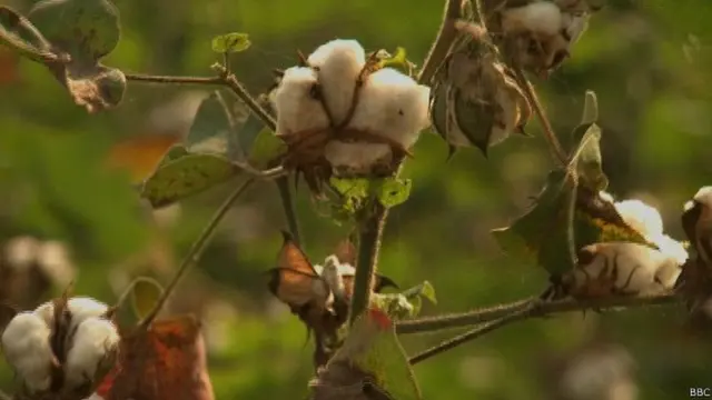 کپاس کی فصل