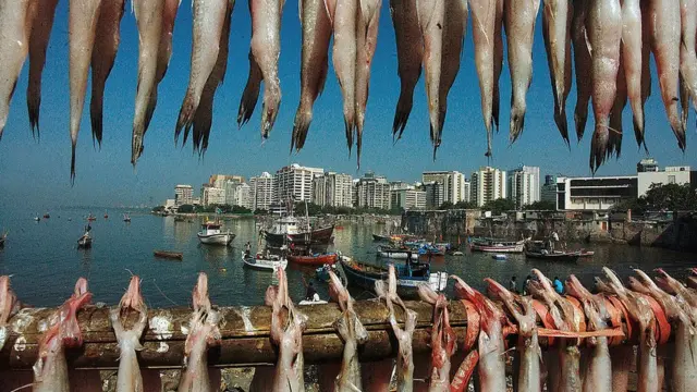 बोंबिल, बॉंबे डक, BOMBAY DUCK