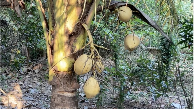 అమేయ కృషి వికాస కేంద్రం, బాల్ రెడ్డి