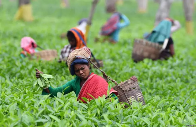 चाय बागान मज़दूर