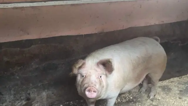 ''Unaenda baa unawakufa wamejaa, ukienda wanakochoma nguruwe unakuta vijana wamejaa'' amesema Museveni