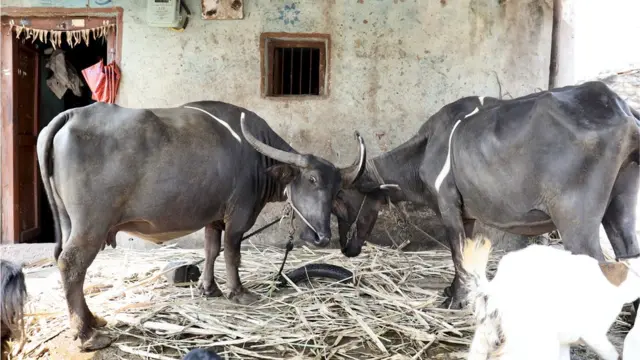 মহিষের মাংসের চাহিদা বাংলাদেশে দিন দিন বাড়ছে।