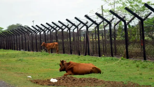 সীমান্তের দুই পারের বিরোধের মূল কেন্দ্রে রয়েছে গরু।