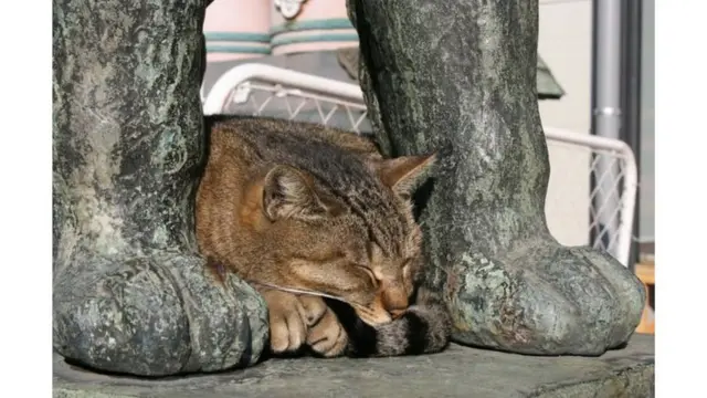 قواعد التماثيل بعدسات الجمهور