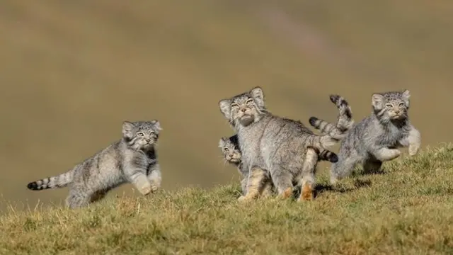 جماعة من صغار قطط البالاس