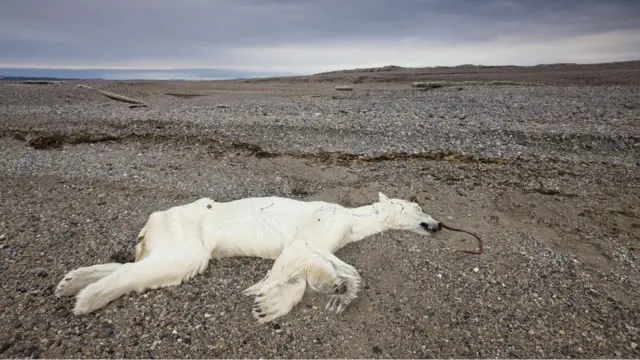 Climate Change : हवामान बदल म्हणजे काय? त्याचे माणसावर आणि पृथ्वीवर काय परिणाम होतायत?