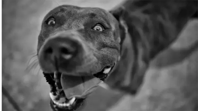 కుక్కలు ఎందుకు కరుస్తాయి?