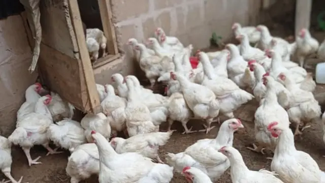 Ebe a na-azụ ọkụkọ nke Aba Uburu kesara na soshal midia ya n'afọ 2021