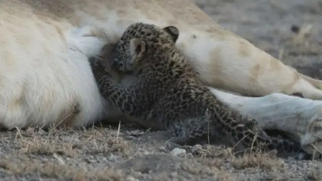 तेंदुए के बच्चे को पाल रही है ये शेरनी