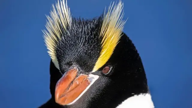 எரெக்ட்-க்ரெஸ்டட் பென்குயின்கள்