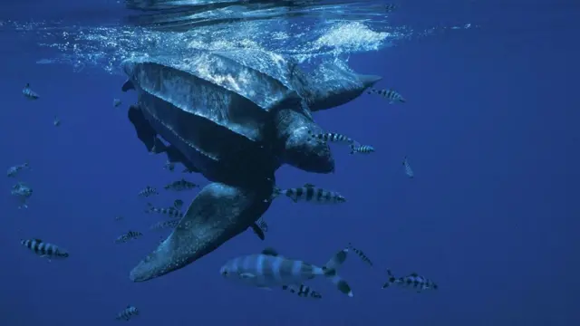 Кожистая черепаха (Dermochelys coriacea)