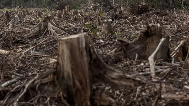 Deforestation rate for Indonesia dey among one of di Highest for di world.