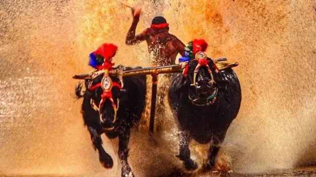 கம்பாலா எருமை பந்தயம் - ஸ்ரீனிவாச கௌடாவின் சாதனையை முறியடித்த நிஷாந்த்